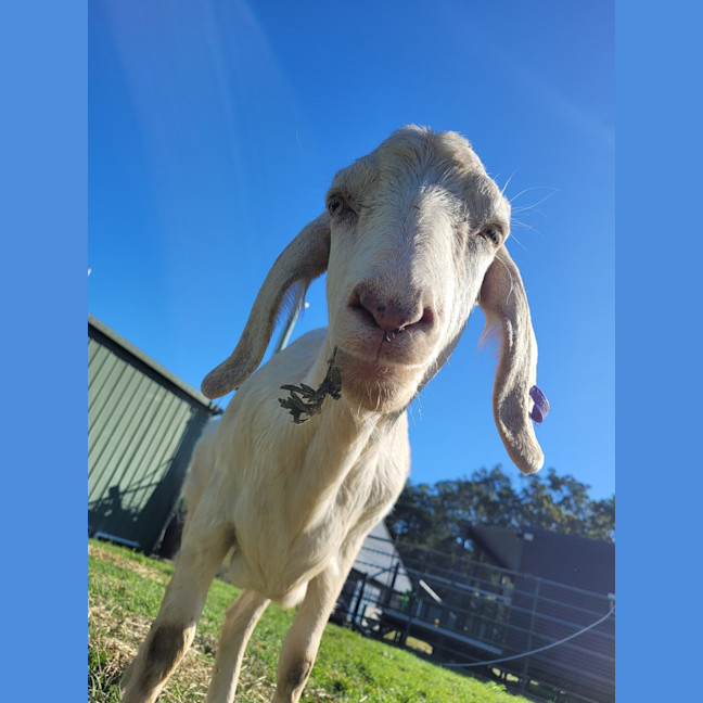 Photo of Oats