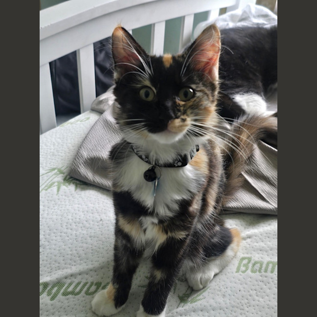 Photo of Olive