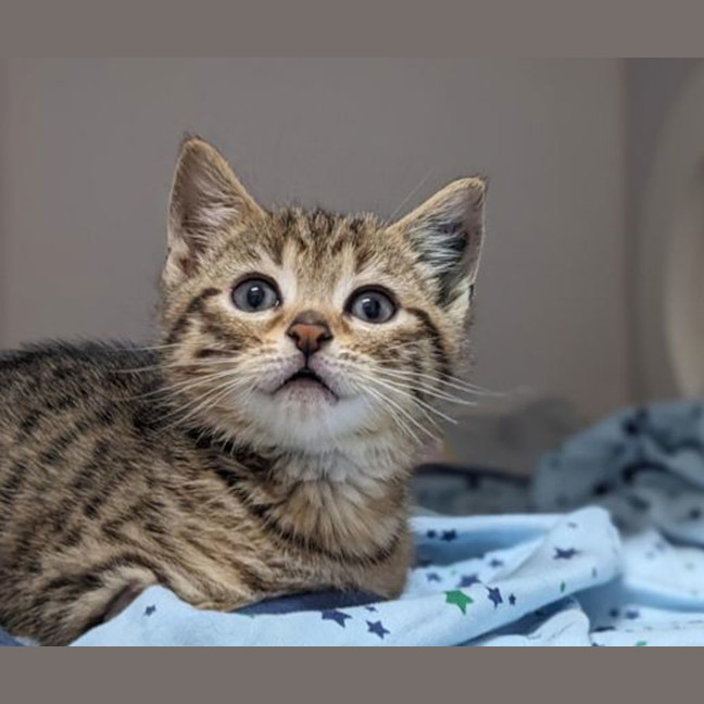 Photo of Bullet
