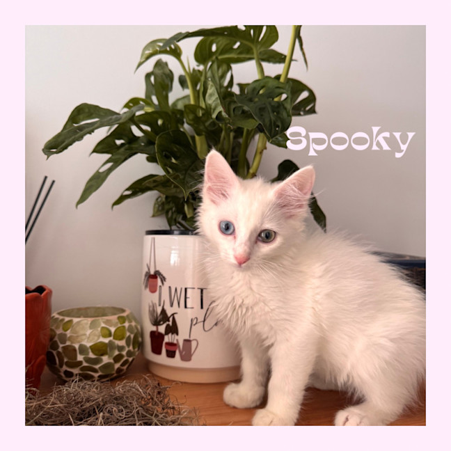 Photo of Spooky