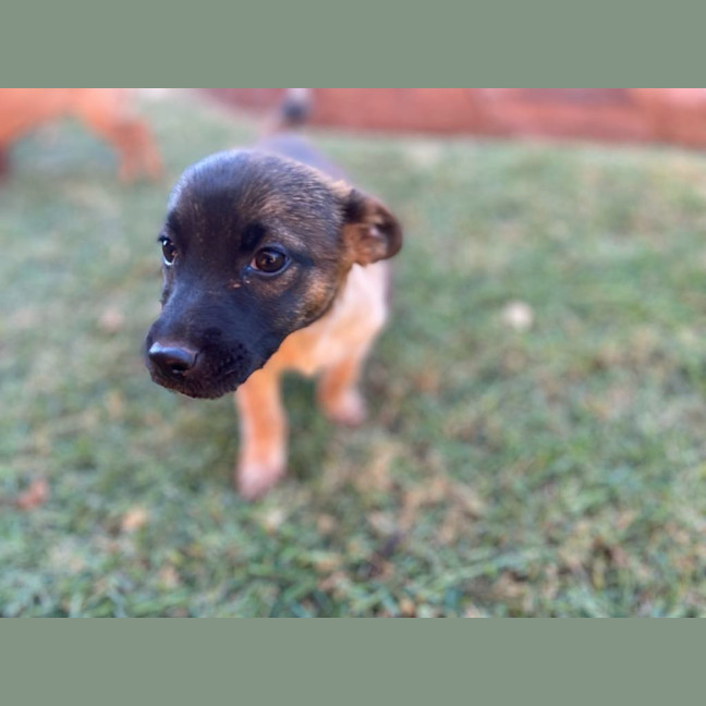 Photo of Scarlet