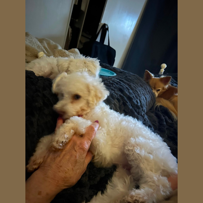 Photo of Tully