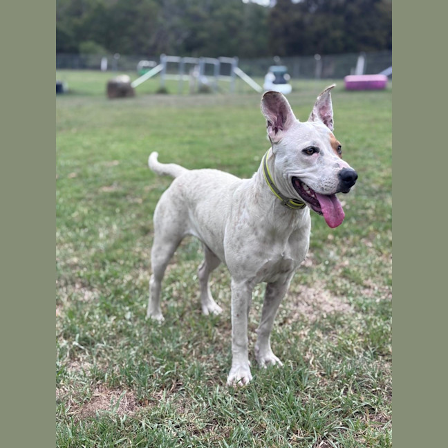 Photo of Pirate