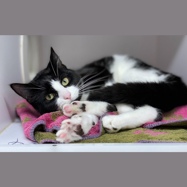 Photo of Magpie