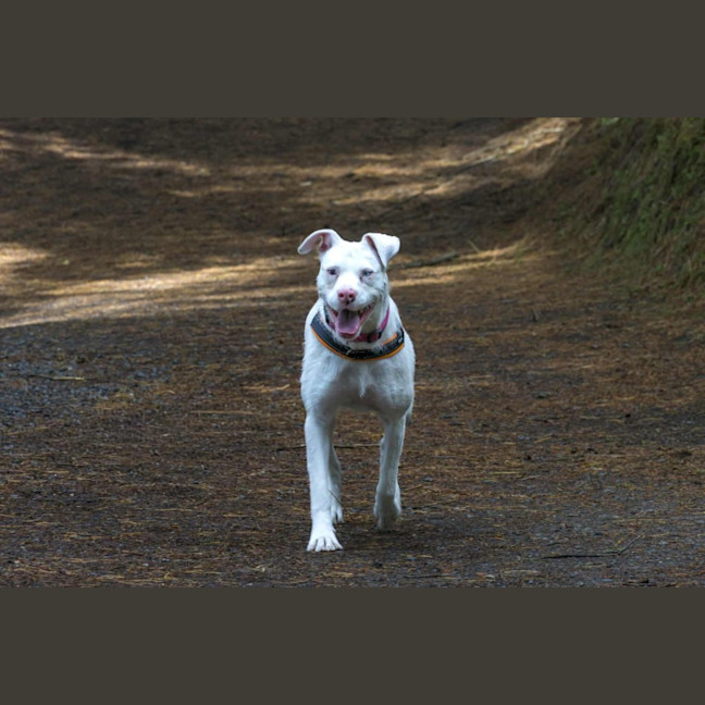 Photo of Coconut Slice