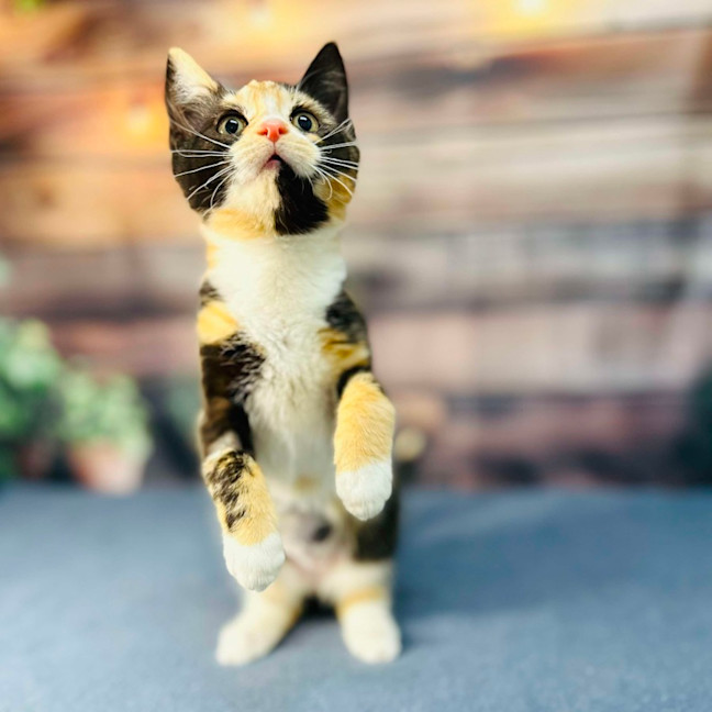 Photo of Aurora   Located In Wallan