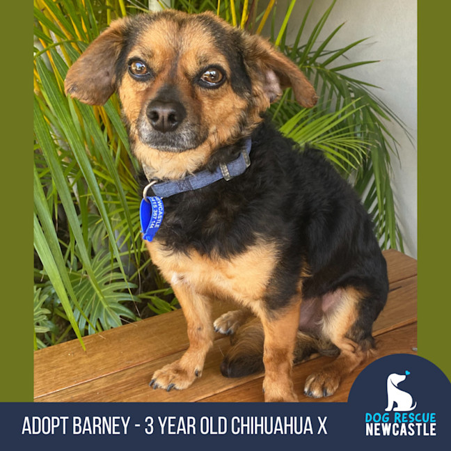 Photo of Barney   3 Year Old Chihuahua X Terrier