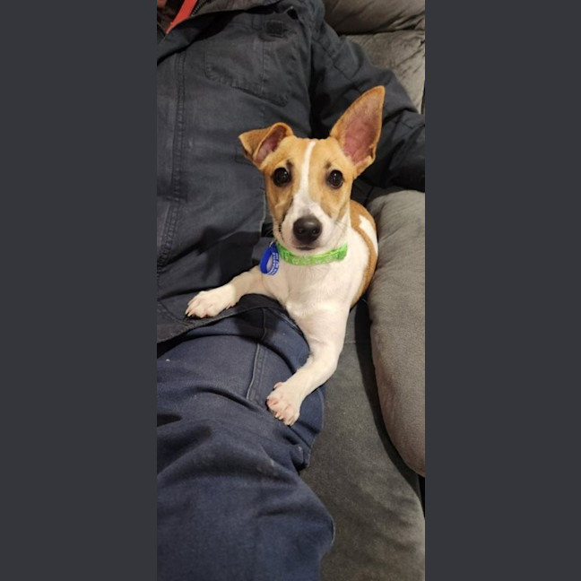 Photo of Aylin   4 Month Old Jack Russell