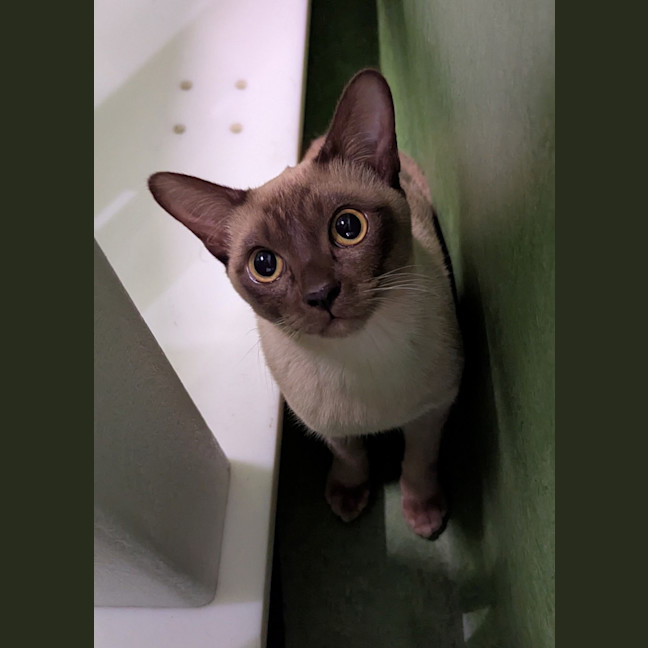 Photo of Meelo