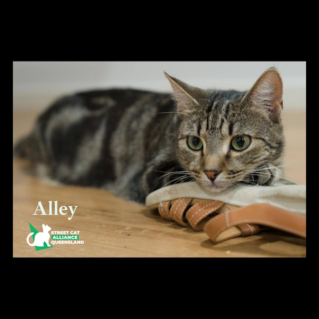 Photo of Alley