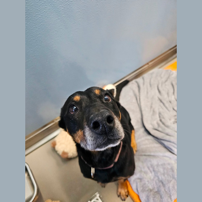 Photo of Banjo
