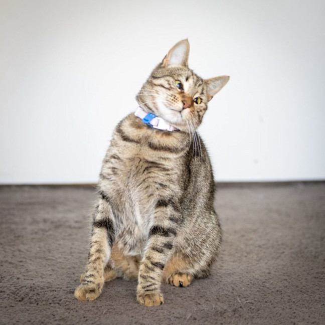 Photo of Tiggy