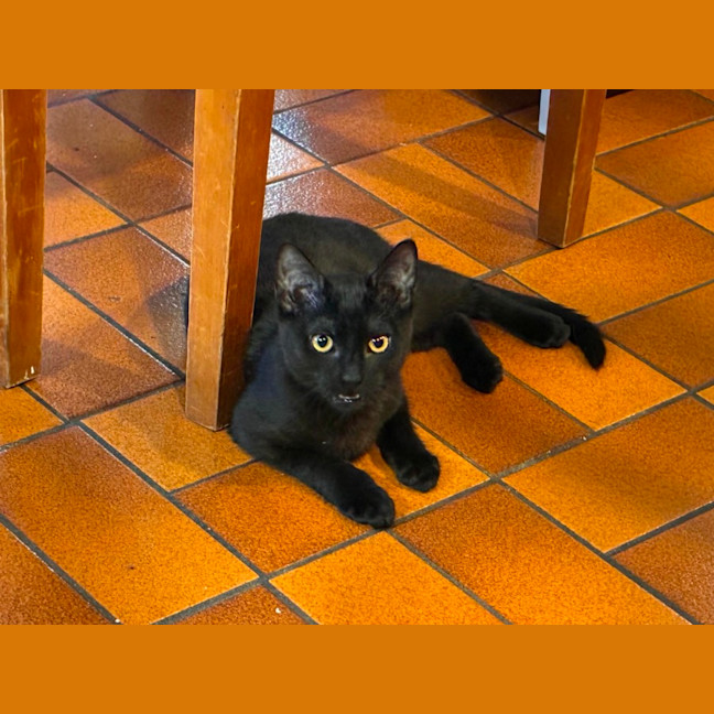 Photo of Onyx   In Foster Care In Eltham