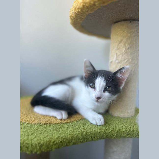 Photo of Freja (Ex Venus)