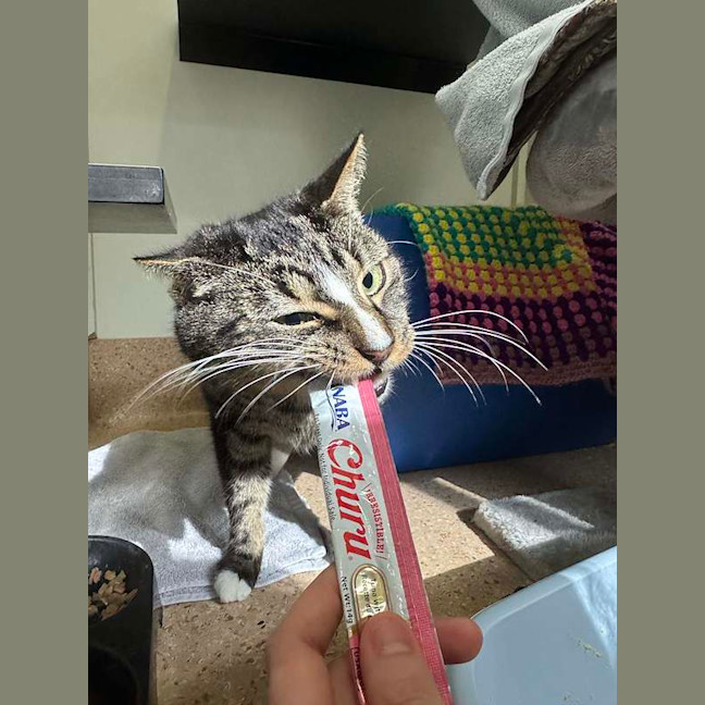 Photo of Thor
