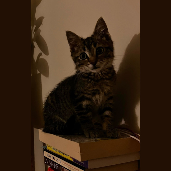 Photo of Lynx 
