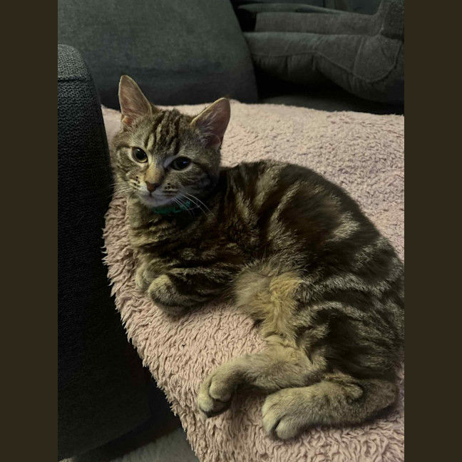 Photo of Norman   Located In Pakenham