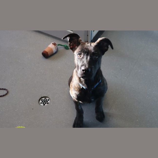 Photo of Koda