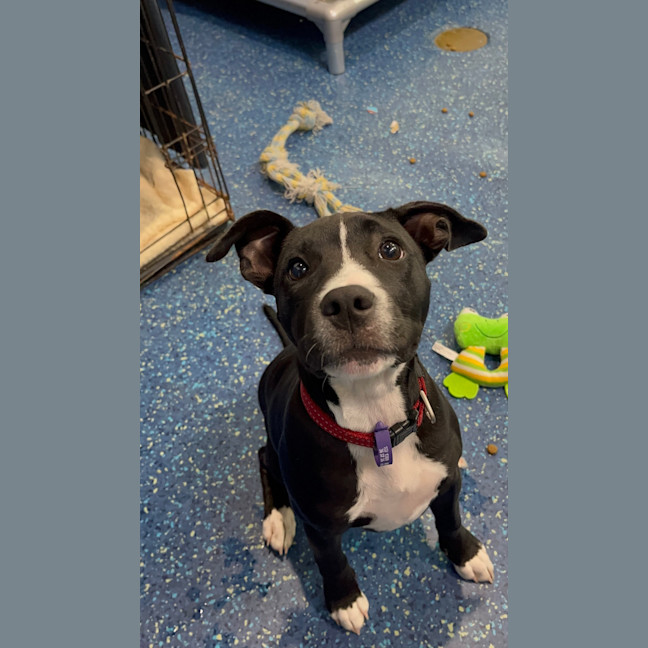 Photo of Roxie Milly Timbs 