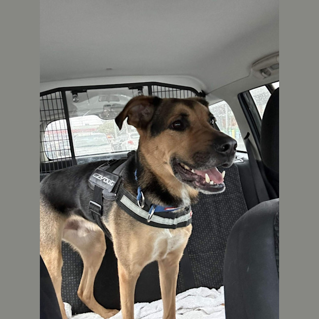 Photo of Doctor Dillamond