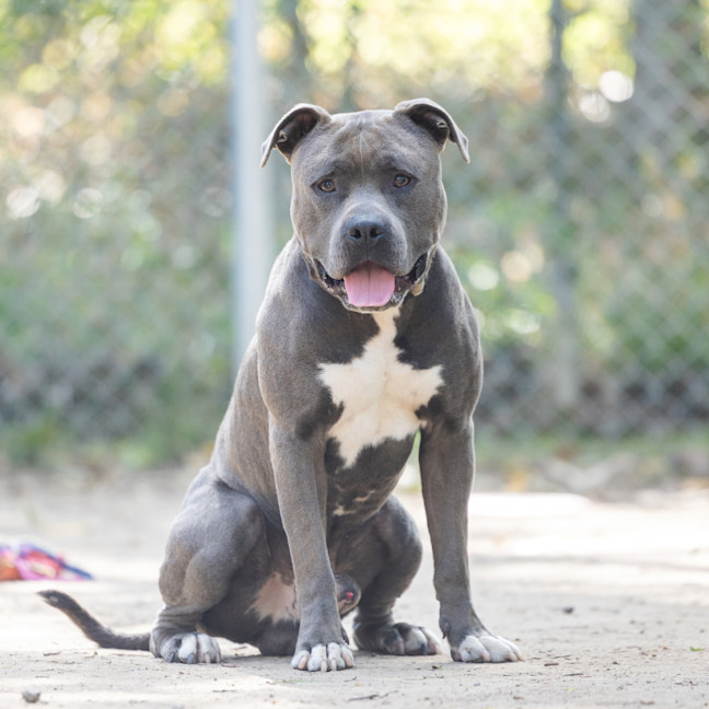 Photo of Chevy