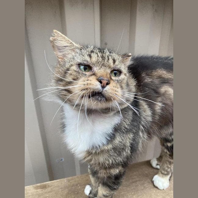 Photo of Bartholomew Ragamuffin