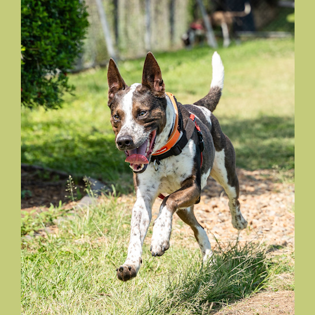 Photo of Banjo