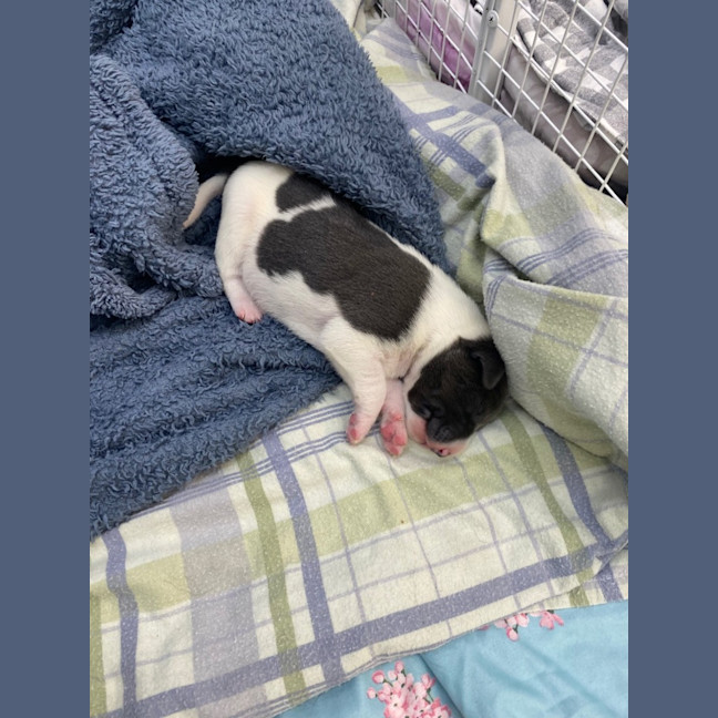 Photo of Penelope And Her Four Pups!