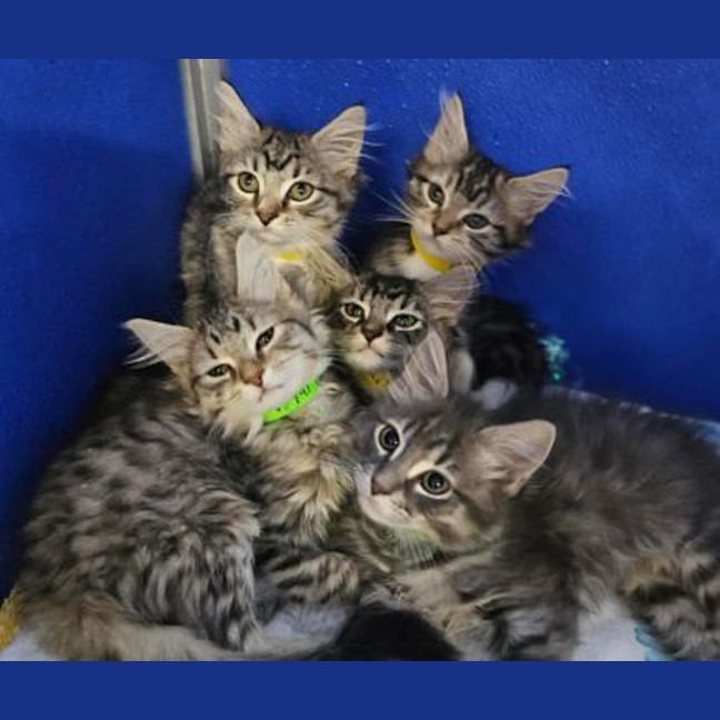 Photo of Paarthurnax