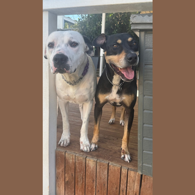 Photo of Spot 