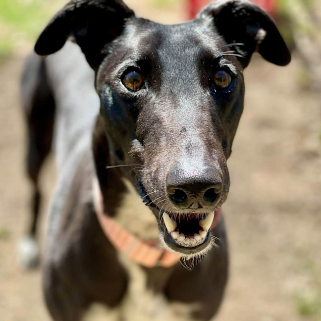 Photo of Cadence The Greyhound