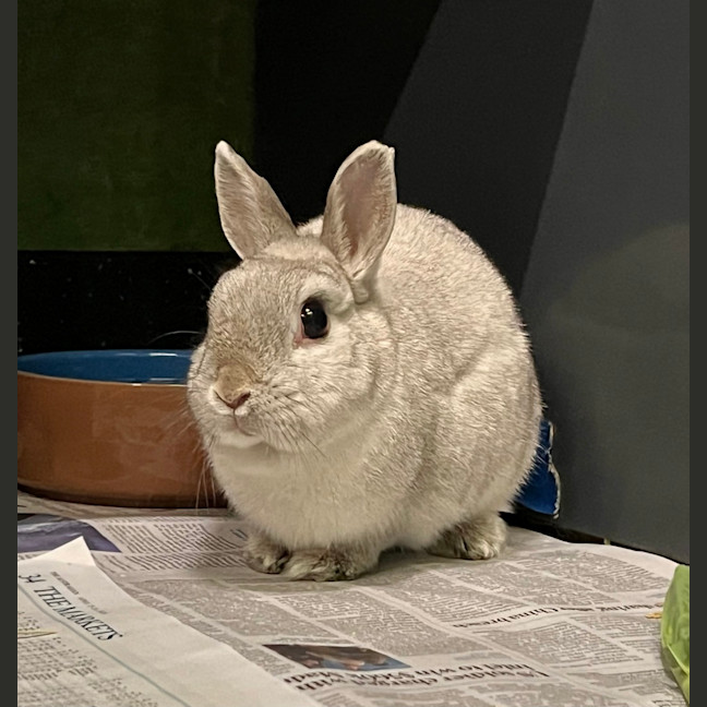 Photo of Snowflake