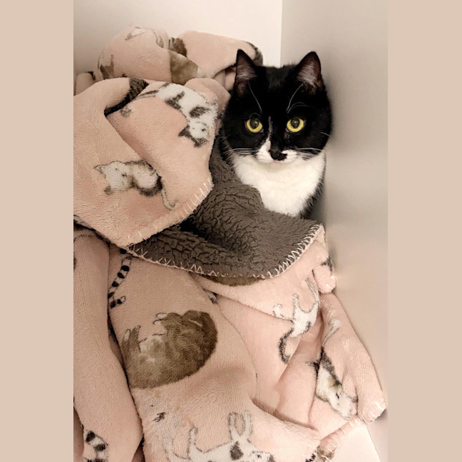 Photo of Oreo