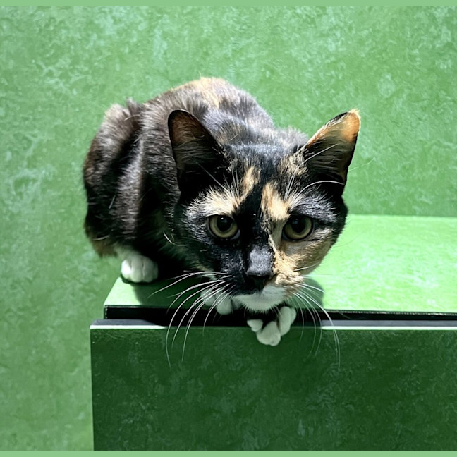 Photo of Treacle