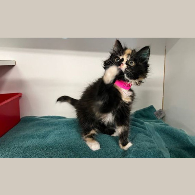 Photo of Maisy