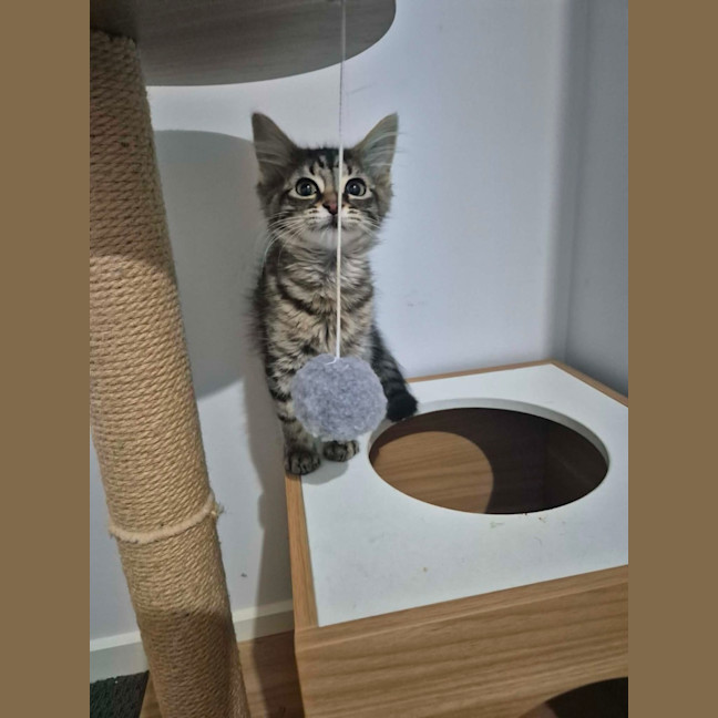 Photo of Chairman Meow