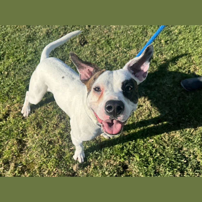 Photo of Chimp Imp 1912