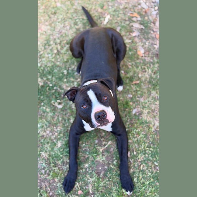 Photo of Loki