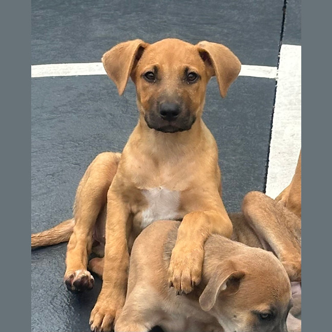 Photo of Kiki 🐶🌺🐶