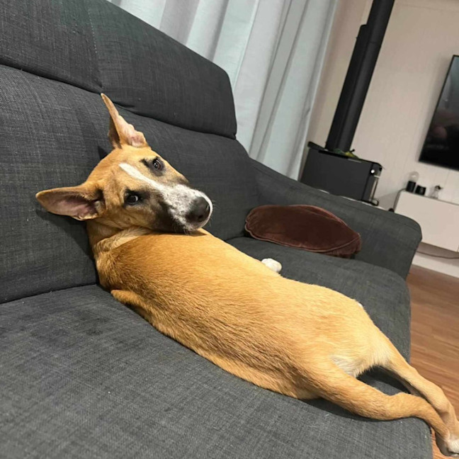 Photo of Peanut