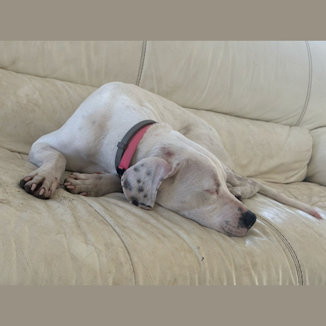 Photo of Lainey 