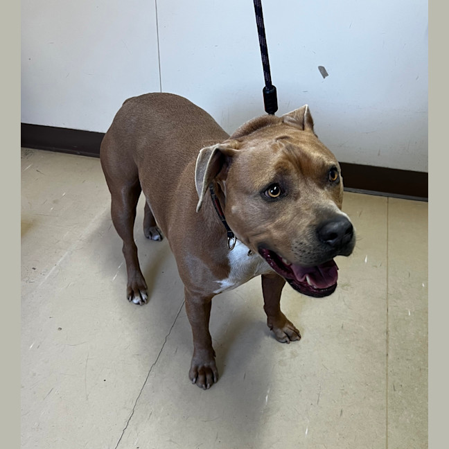 Photo of Tank