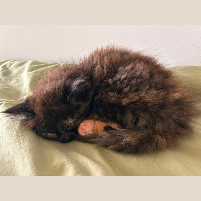Photo of Toffee