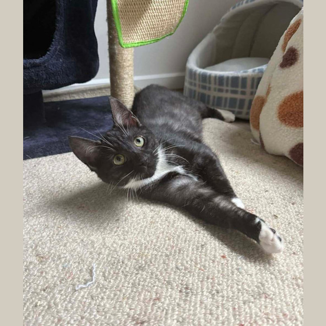 Photo of Maisie