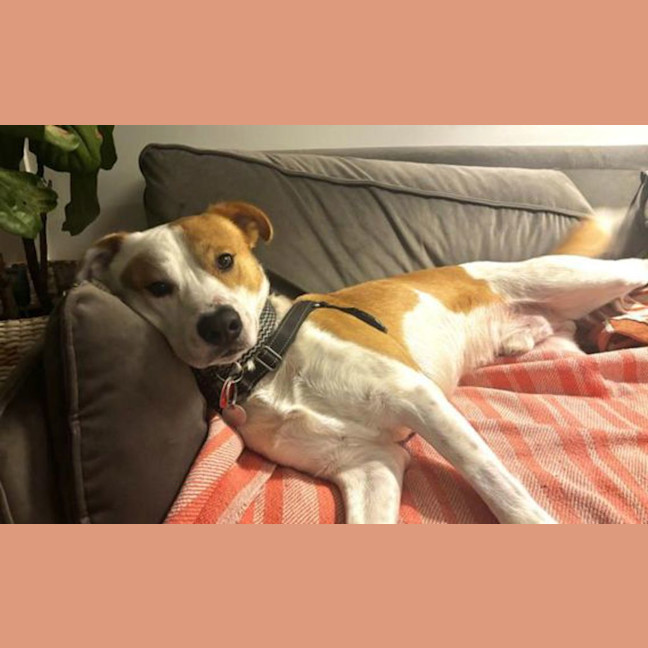 Photo of Cooper