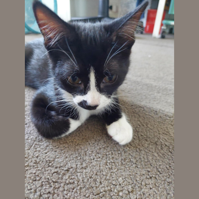 Photo of Fritter