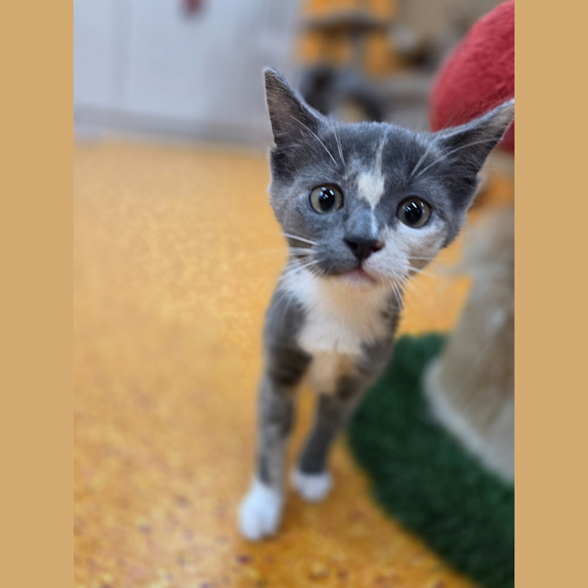 Photo of Buttons