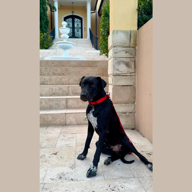 Photo of Pirate *$350 Adoption Fee*