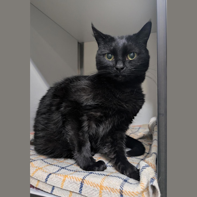 Photo of Ash (Bonded With Bonnie)