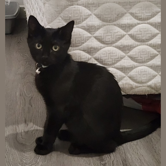 Photo of Morgan   In Foster Care In Avondale Heights